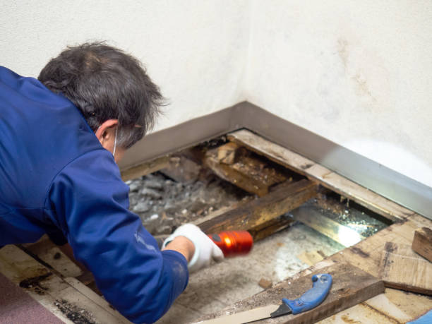 Best Fast Mold Removal  in Anchorage, AK