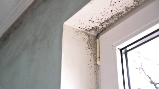 Best Affordable Mold Removal  in Anchorage, AK