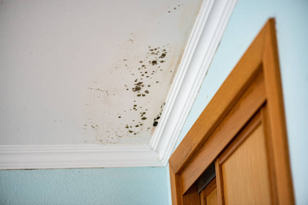 Best Mold Damage Repair  in Anchorage, AK
