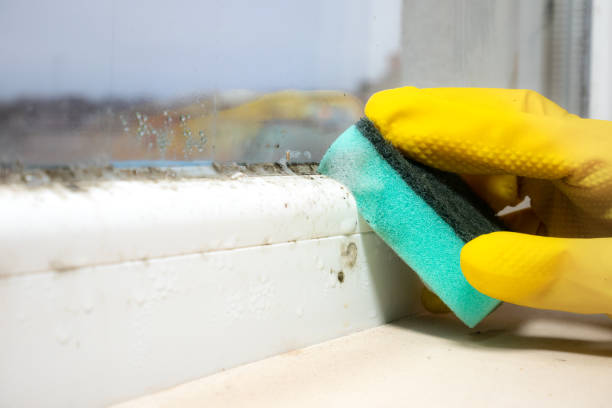 Crawl Space Mold Removal in Anchorage, AK