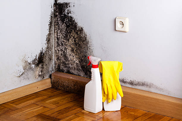 Professional Mold Removal in Anchorage, AK