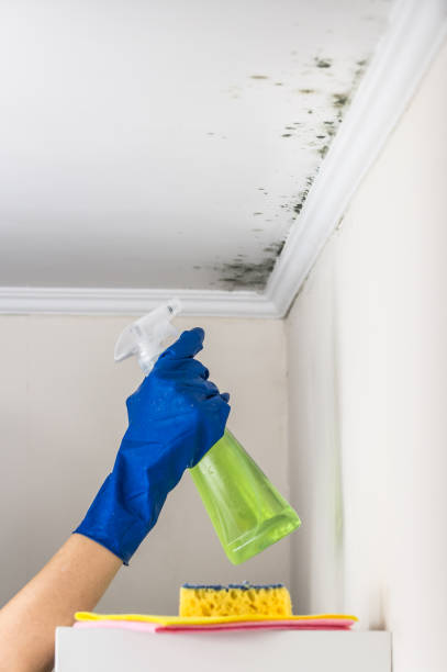 Best Toxic Mold Removal  in Anchorage, AK